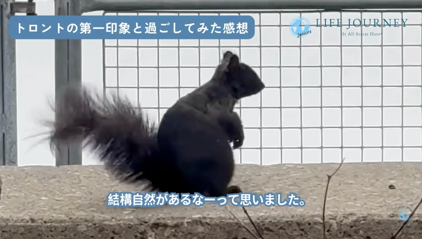 トロントのリス